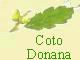 Coto Donana
